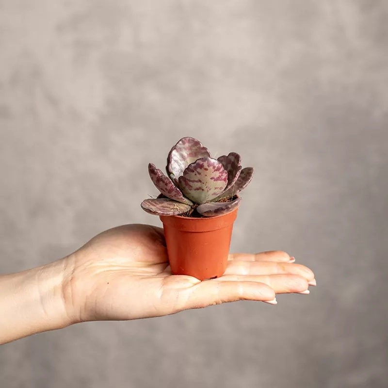 Kalanchoe humilis 'zebra baby'