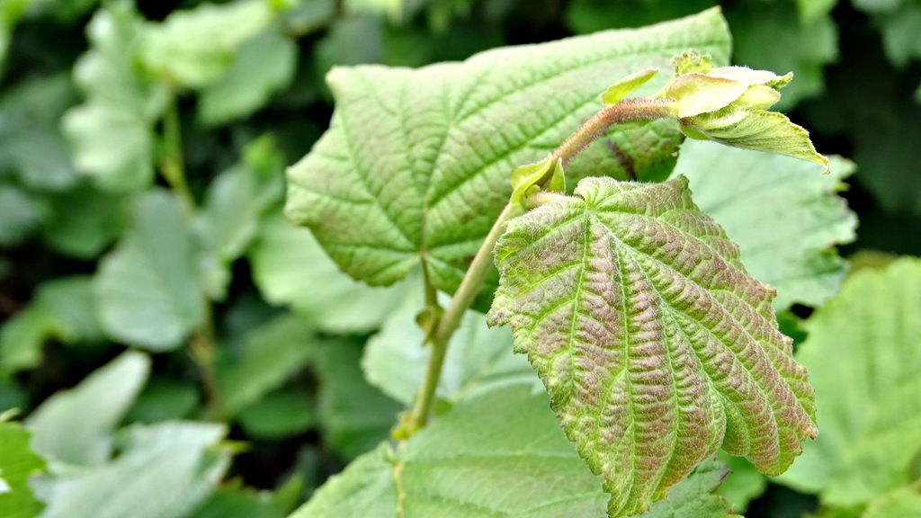 Последствия применения орешника фото видео