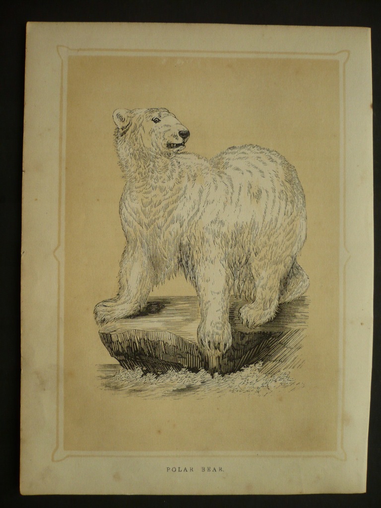 niedźwiedź polarny, oryg. 1852 + akwarela