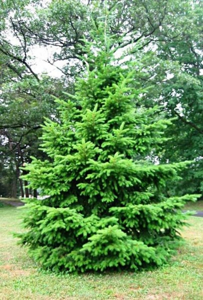 Daglezja zielona Pseudotsuga menziesii 55-60 cm
