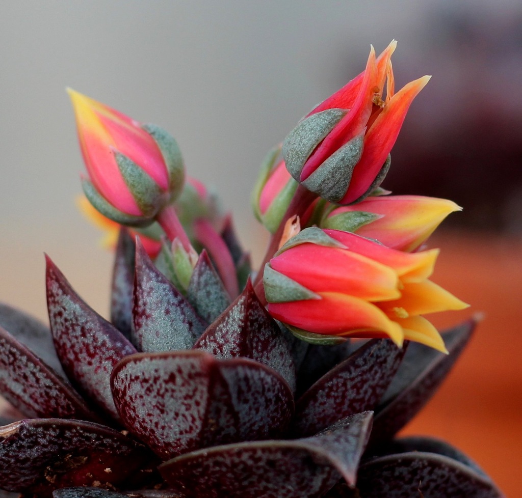 Купить Echeveria purpusorum … фиолетовая розетка: отзывы, фото, характеристики в интерне-магазине Aredi.ru