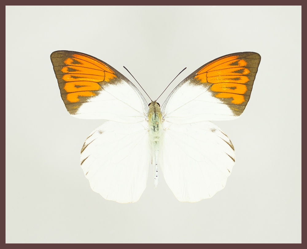 Motyl w gablotce Hebomoia glaucippe