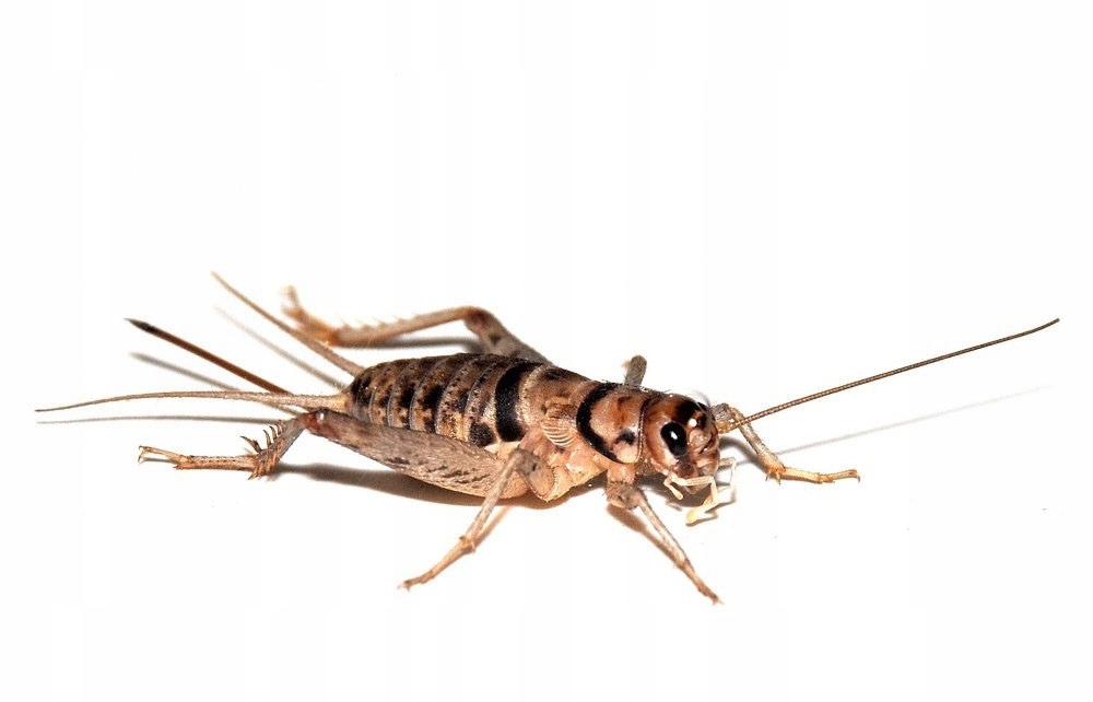 Świerszcze bananowe WYLĘG 3-5 mm - BUGSTORE