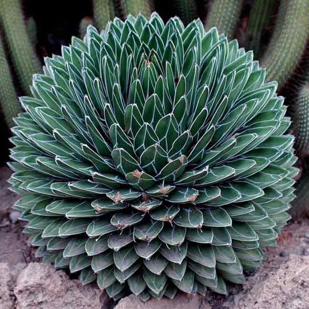 Алоэ с толстыми листьями. Суккулент Агава королевы Виктории. Agave victoriae-Reginae. Кактус Агава алоэ. Agave victoriae Reginae (Агава).