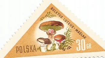 Купить Марки Польша 1959 г. Польские Грибы: отзывы, фото, характеристики в интерне-магазине Aredi.ru