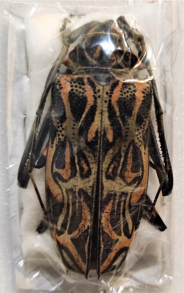 Chrząszcz Acrocinus longimanus samica 65mm. !!