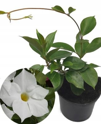 Sundevilla Mandevilla Sandevilla sadzonka Biała
