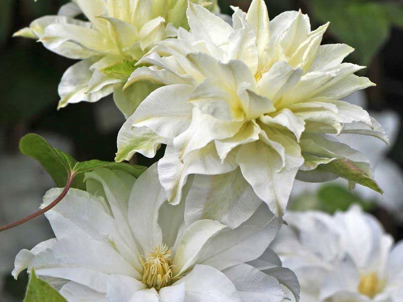 Powojnik Clematis Maria Skłodowska Curie PBR C2