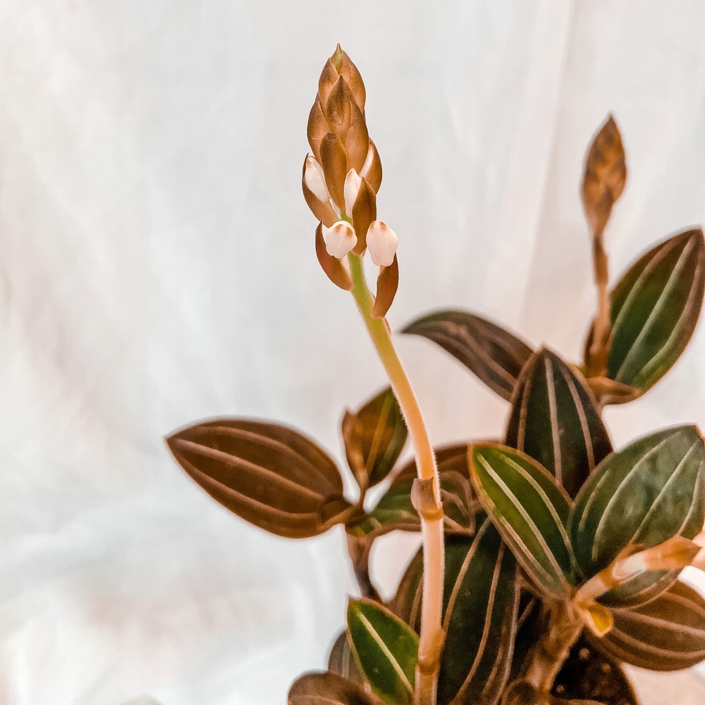 Ludisia Discolor Storczyk kolekcjonerski