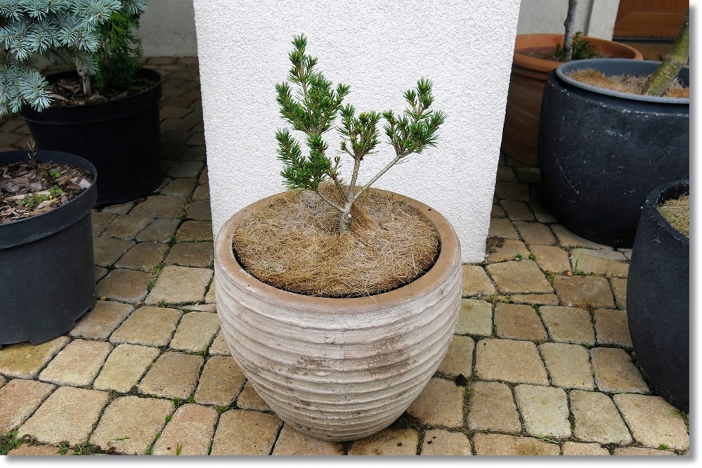 Pinus parviflora 'Koku ho' - Unikat !!!