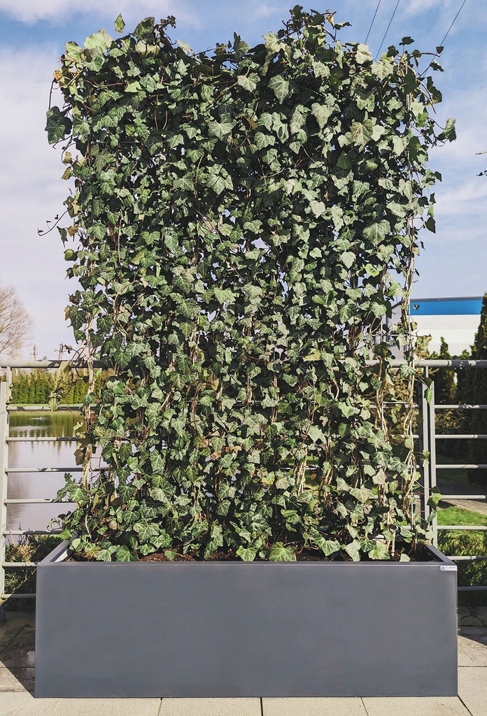 Panel bluszczu w donicy metalowej HIT! 13558902603 oficjalne