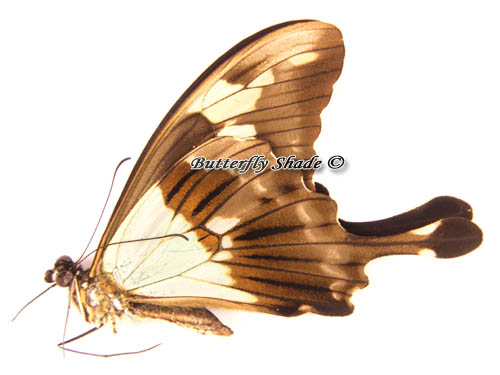 Niepreparowany motyl - Papilio phorcas congoanus M