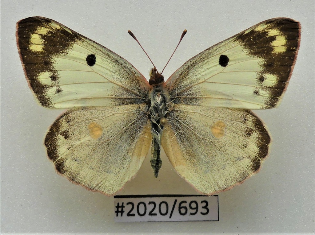 Motyl Colias hyale 43mm samica.