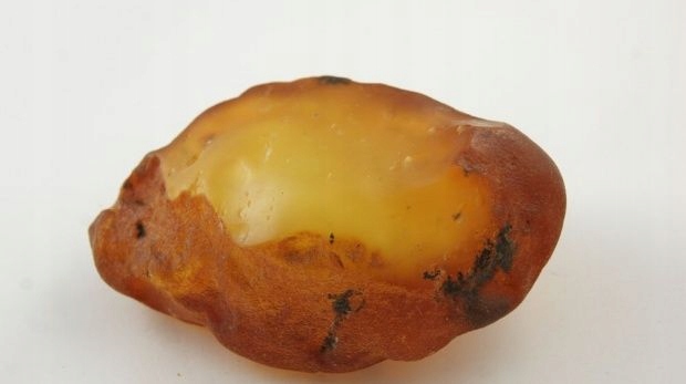 bursztyn bałtycki surowy unikatowy żółty 129,3 g