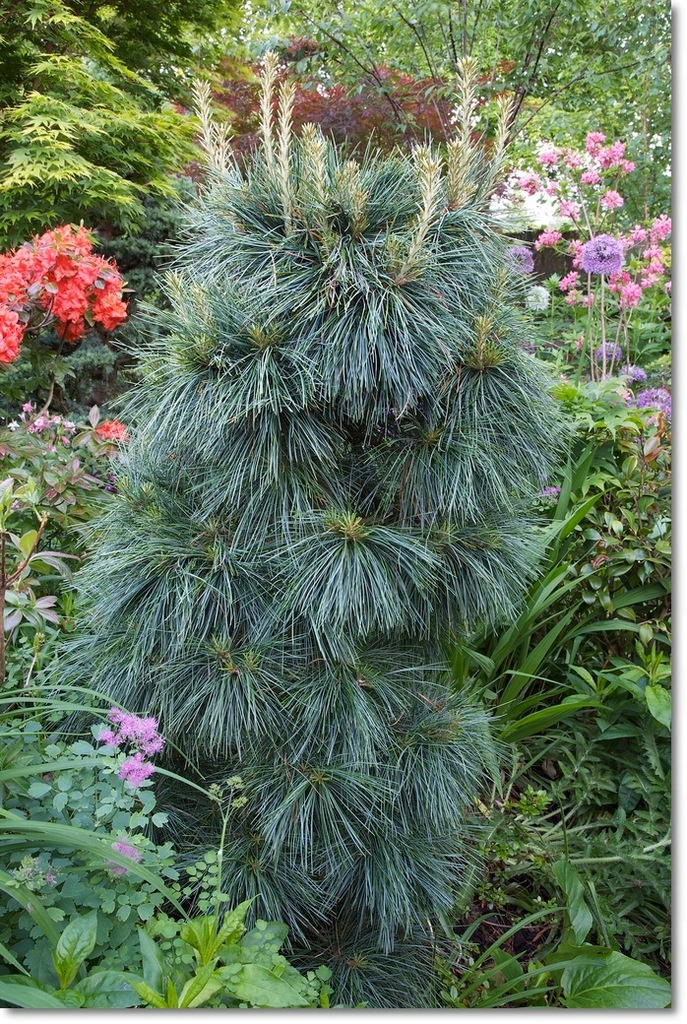 Pinus wallichiana 'Nana' - piękna himalajska !!!