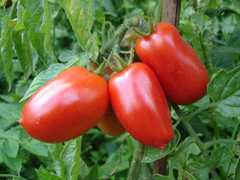 Купить Помидор SAN MARZANO Свежие семена Итальянский помидор: отзывы, фото, характеристики в интерне-магазине Aredi.ru