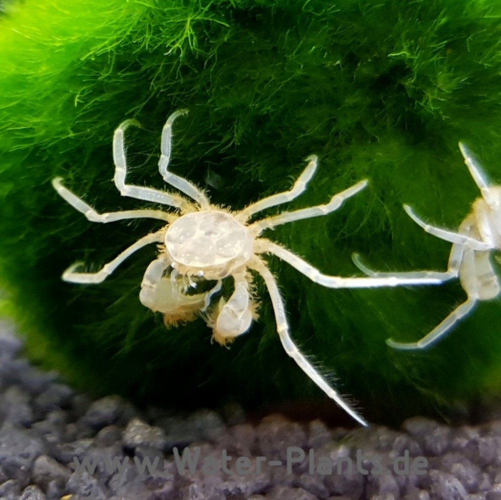 MIKRO KRAB Limnopilos naiyanetri mikrokrab