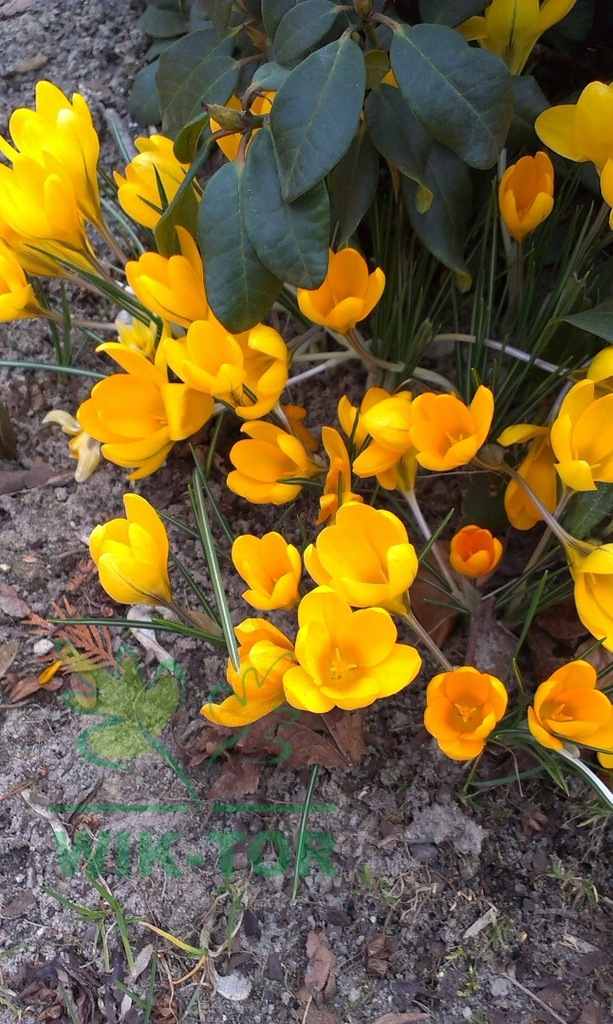 Krokus wielkokwiatowy Golden Yellow cebulki 50szt