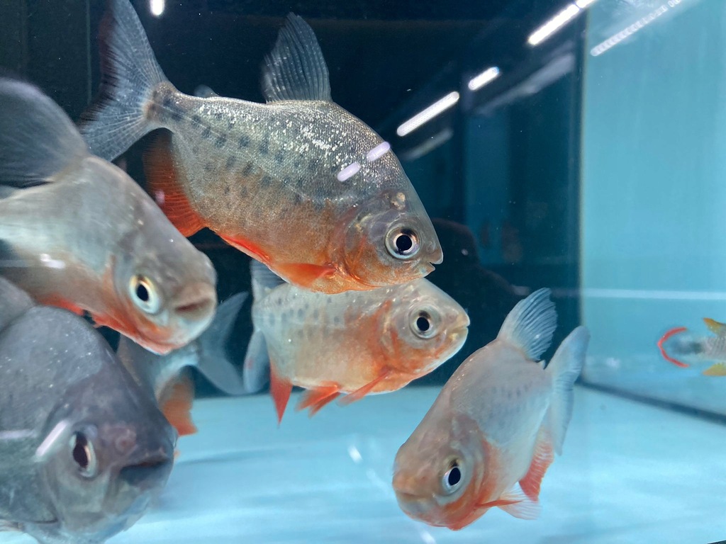 Pirania Red Pacu