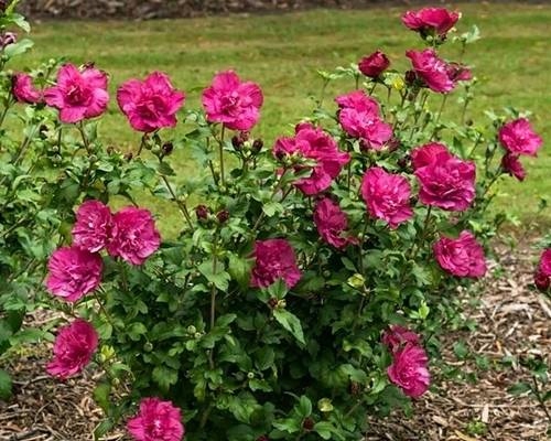 HIBISKUS KETMIA SYRYJSKA MAGENTA CHIFFON PBR Hibiscus syriacus SADZONKA P9