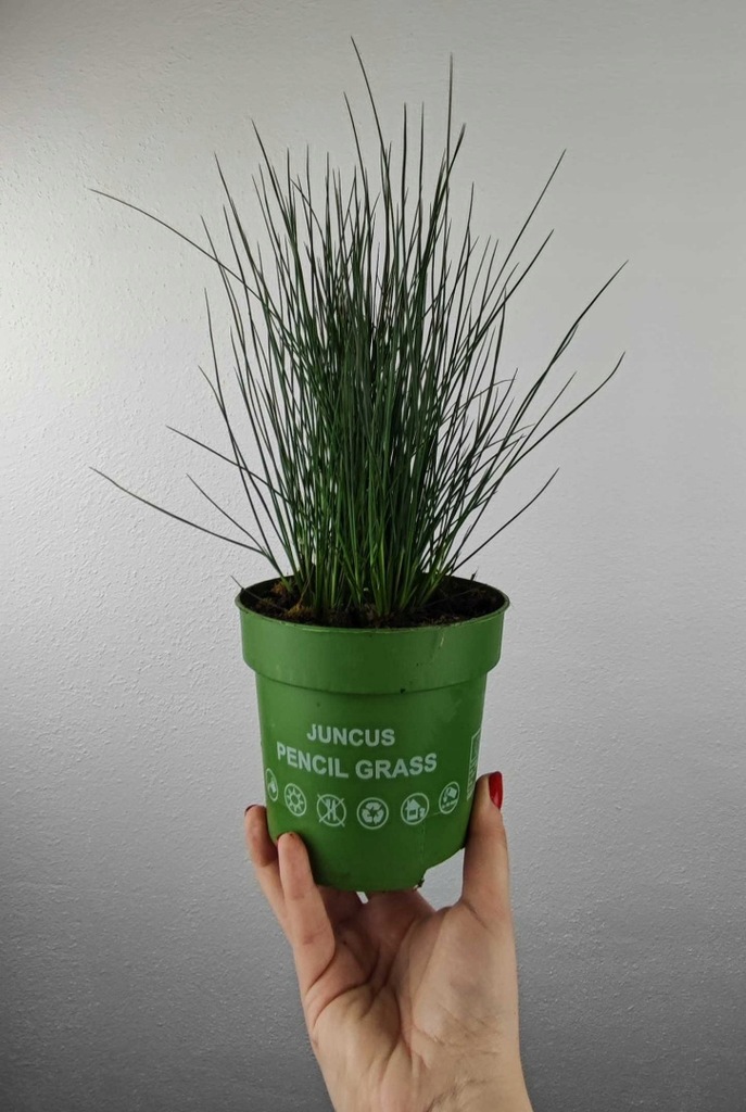Trawa Juncus Penc Grass Sit Ołówkowy 25-30 cm