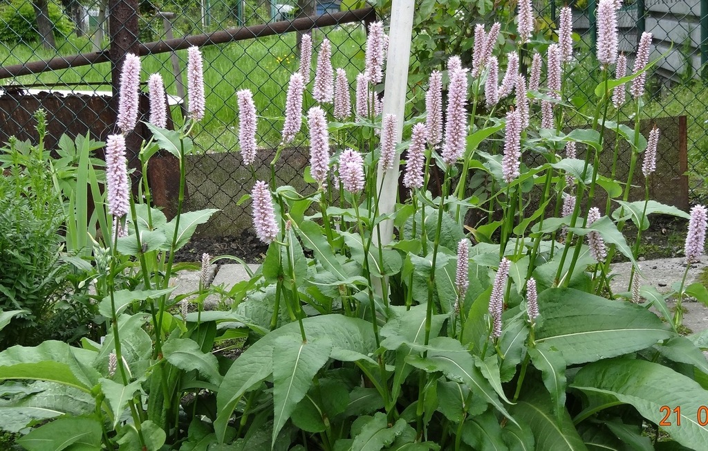 RDEST WĘŻOWNIK SUPERBUM 10 dużych sadzonek - 12070223666 - oficjalne