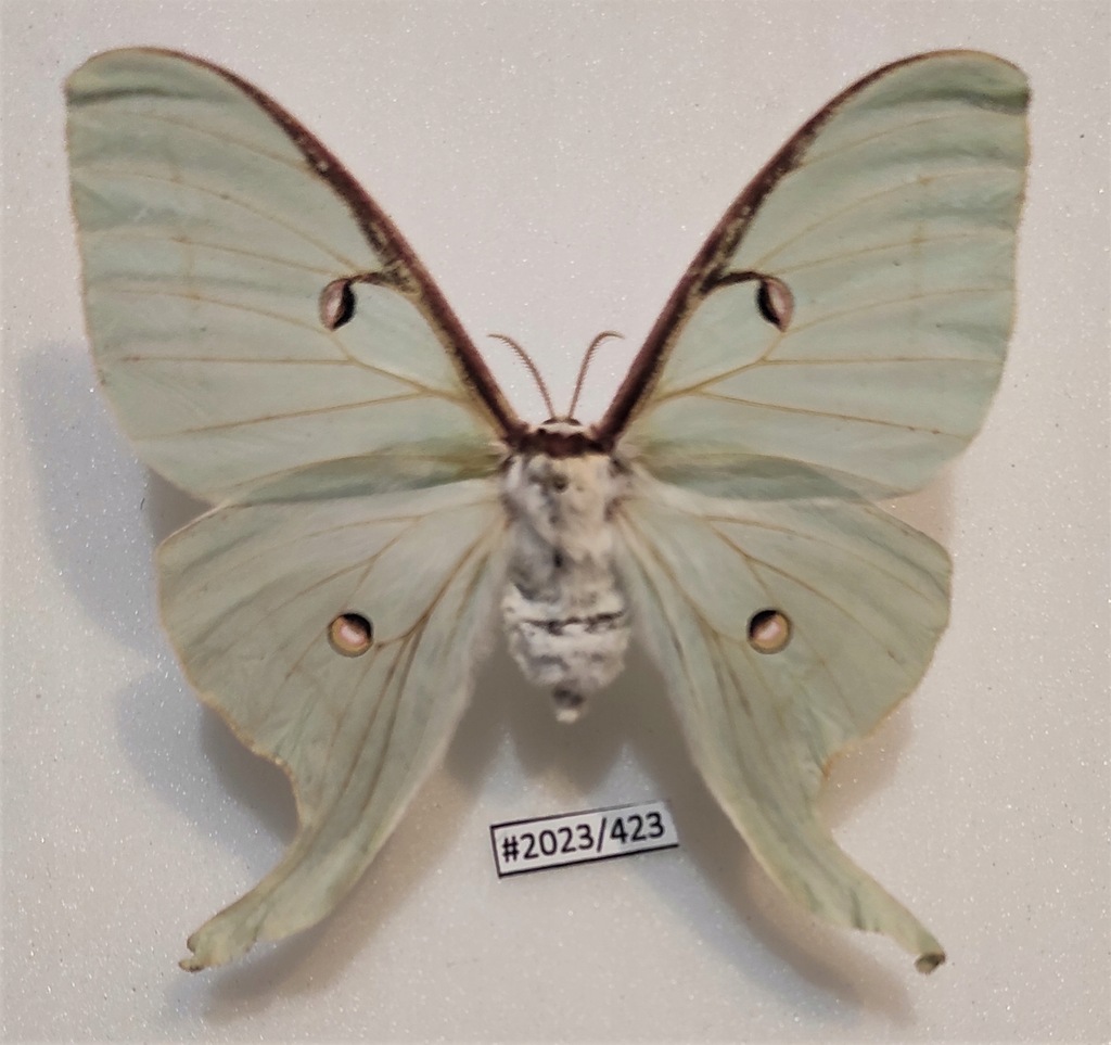 Actias luna samica 82mm.