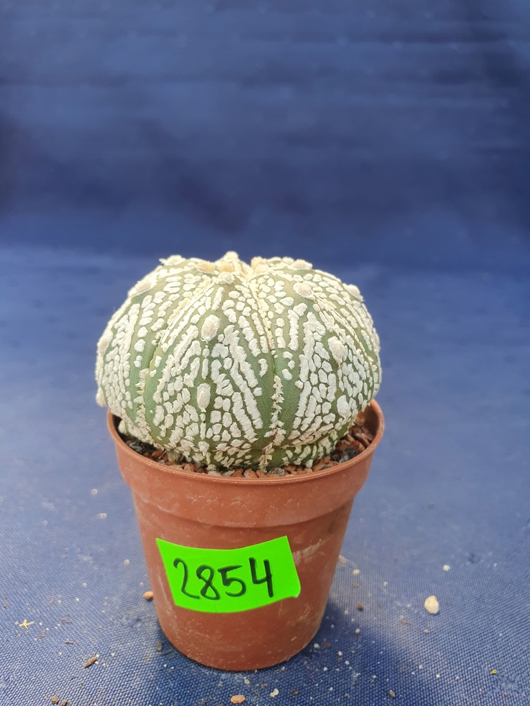 Astrophytum superkabuto 2854p - PC1137B