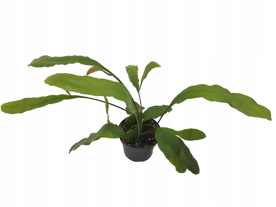 EPIPHYLLUM OXYPETALUM EPITIF KAKTUS PĘDY ZWISAJĄCE