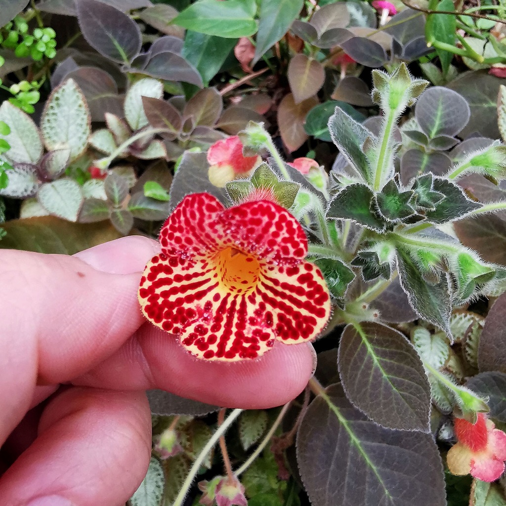 RZADKOŚĆ Kohleria amabilis var. bogotensis