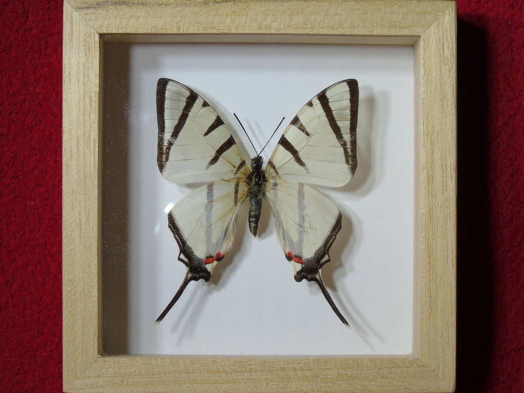 Motyl w ramce / gablotce 10 x 10 cm . Graphium agetes - Tajlandia .
