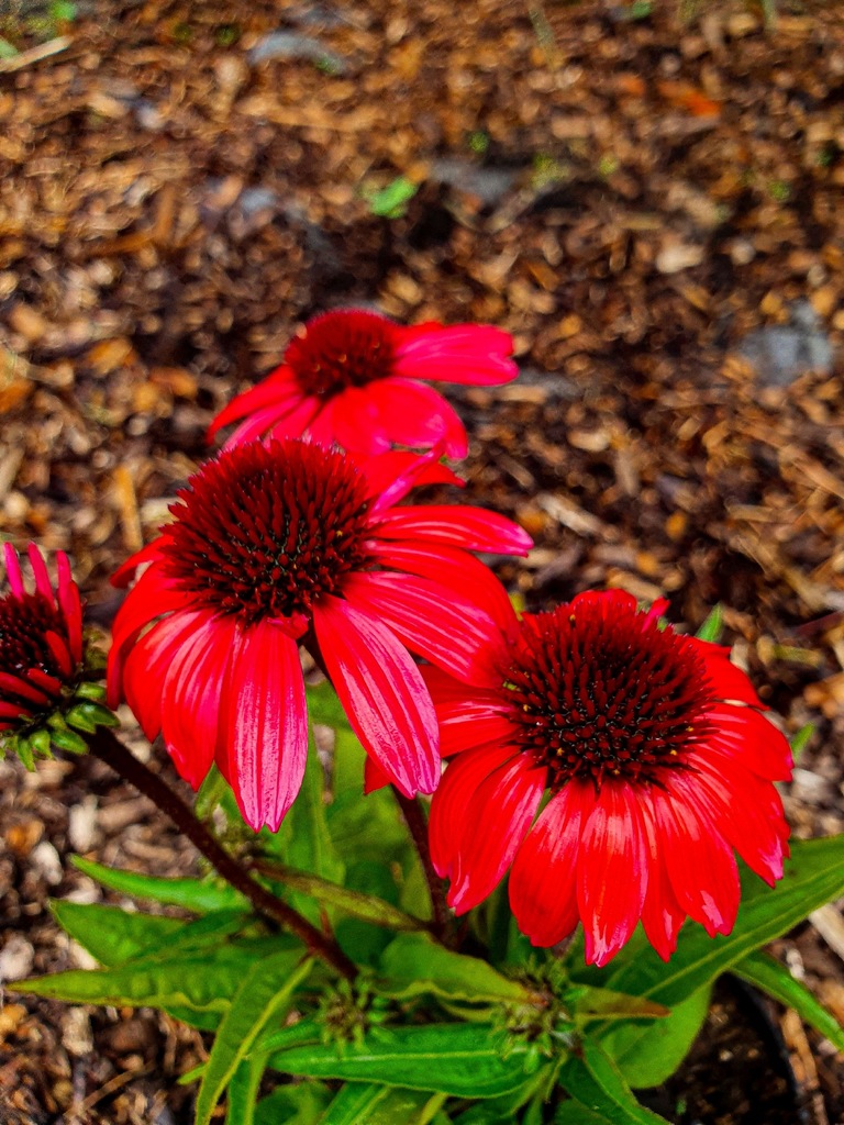 Jeżówka Echinacea SUNMAGIC VINTAGE RED sadzonka C2