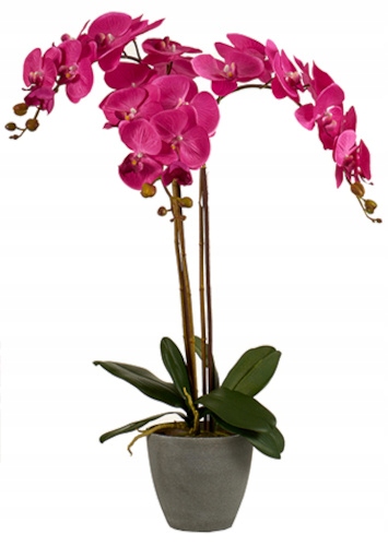 sztuczna orchidea 88 x 60 cm fuksja/antracyt