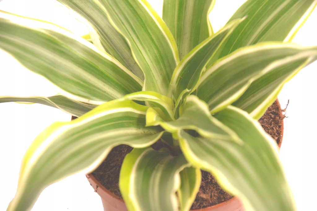 Dracena Dragon Smocza Duża HIT 9926813711 oficjalne archiwum Allegro