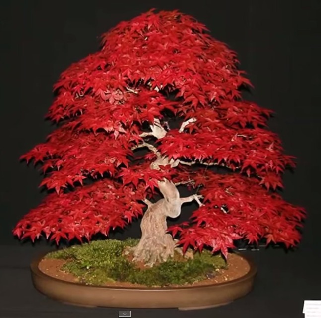 KLON JAPOŃSKI CZERWONY 5 ŚWIEŻYCH NASION BONSAI - 8377792545