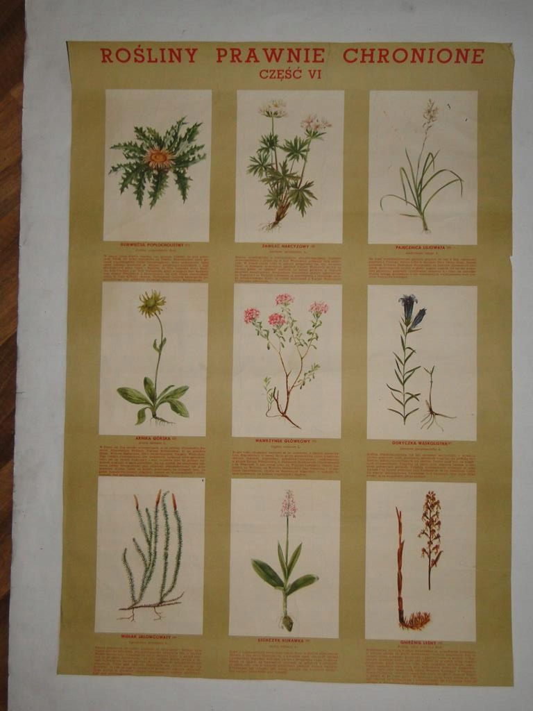 Plakat ROŚLINY PRAWNIE CHRONIONE - 45 x 65 cm (2)