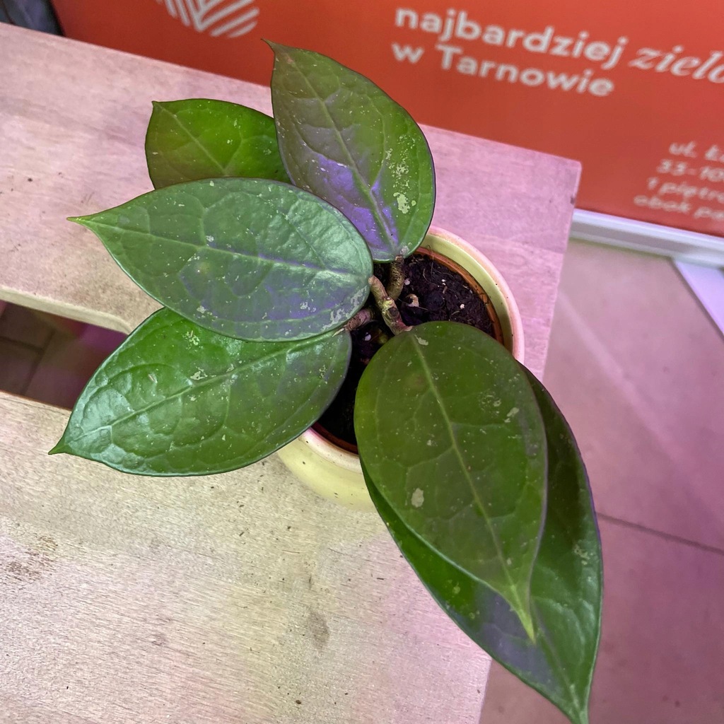 Hoya pottsii - pnącze o skórzastych liściach DØ 6cm