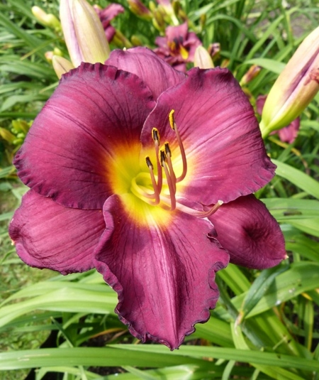 Hemerocallis Liliowiec Super Purple 5 szt