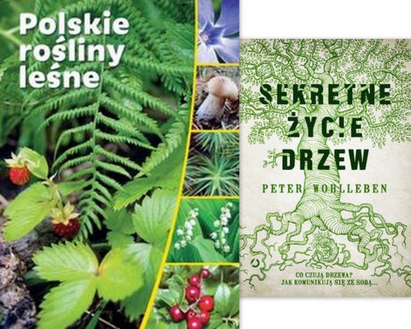 Sekretne życie drzew Polskie rośliny leśne natura