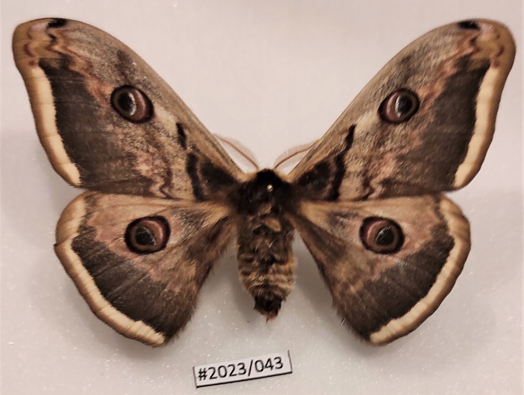 Motyl Saturnia pyri samiec 93mm.
