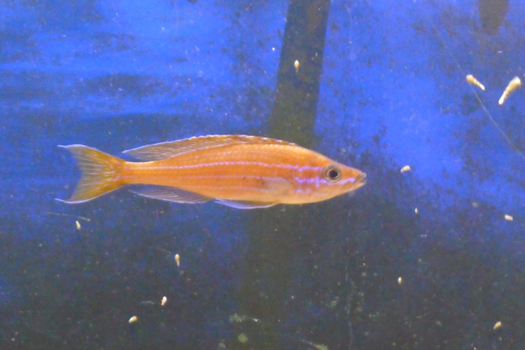 Paracyprichromis nigripinnis Tanganika