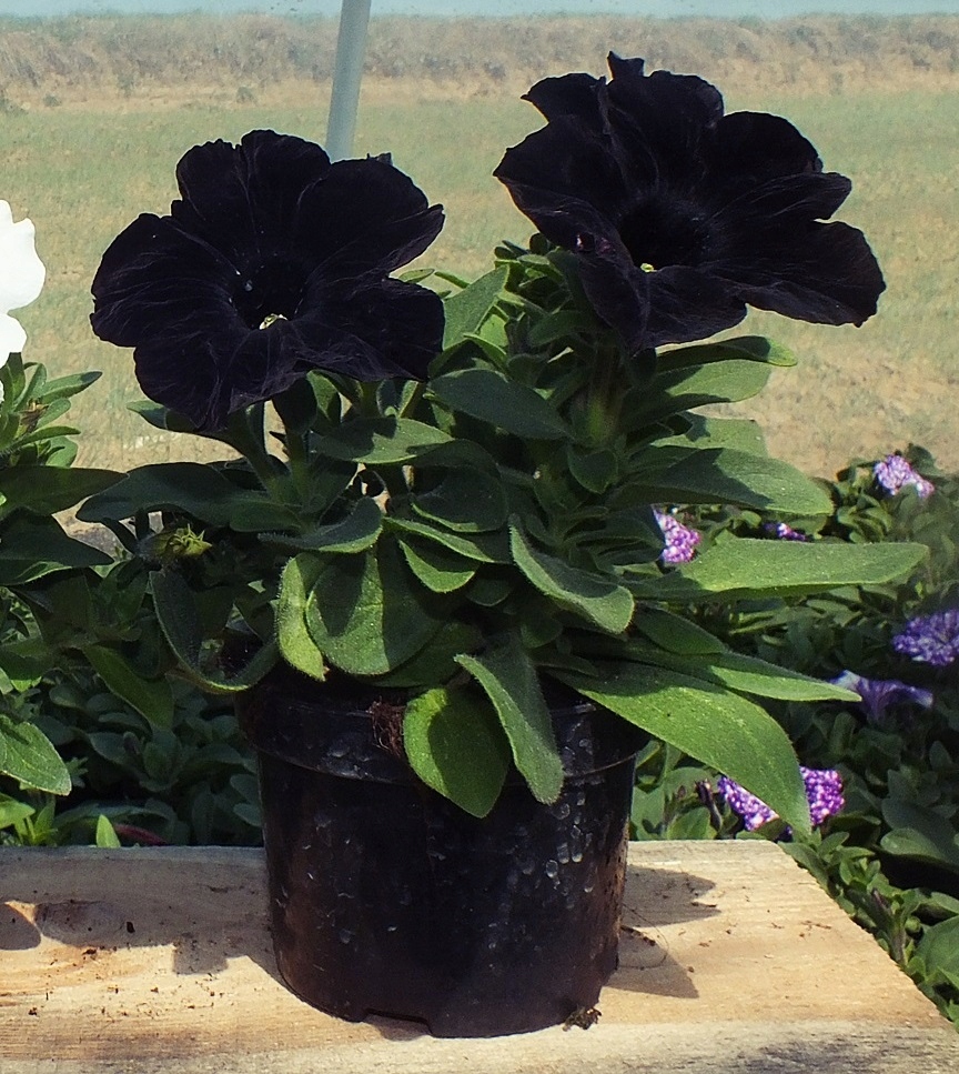 Surfinia Petunia Zwisająca Black Czarna Sadzonka