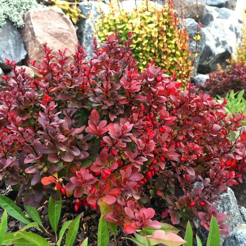 BERBERYS THUNBERGA RED COMPACT ZAMIENNIK BUKSZPANU