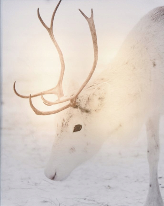Obraz LED 20x25cm Biały Renifer w zimowej scenerii