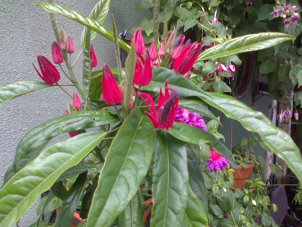Goethea strictiflora