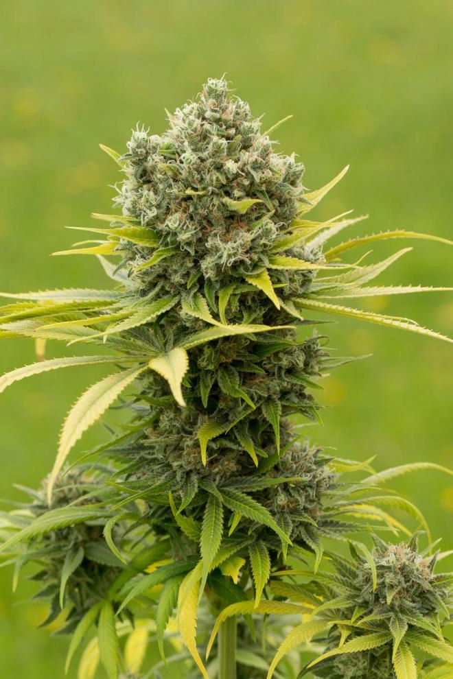 Dinafem - Dinamed CBD Plus Opakowanie: 1 nasiono