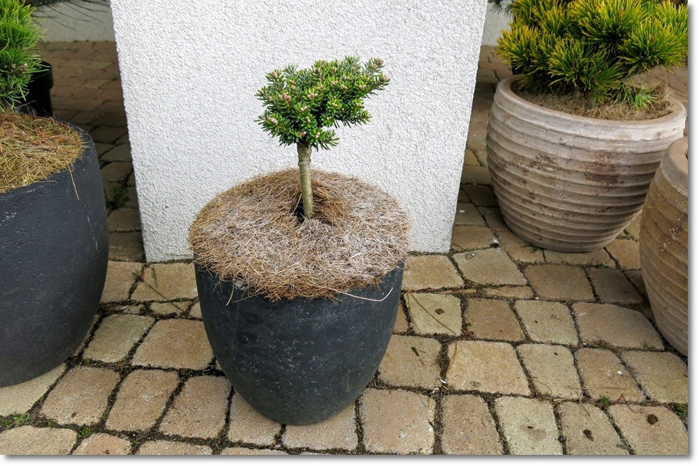 Abies koreana Zwerg Wustemeyer - !!! !!! !!!