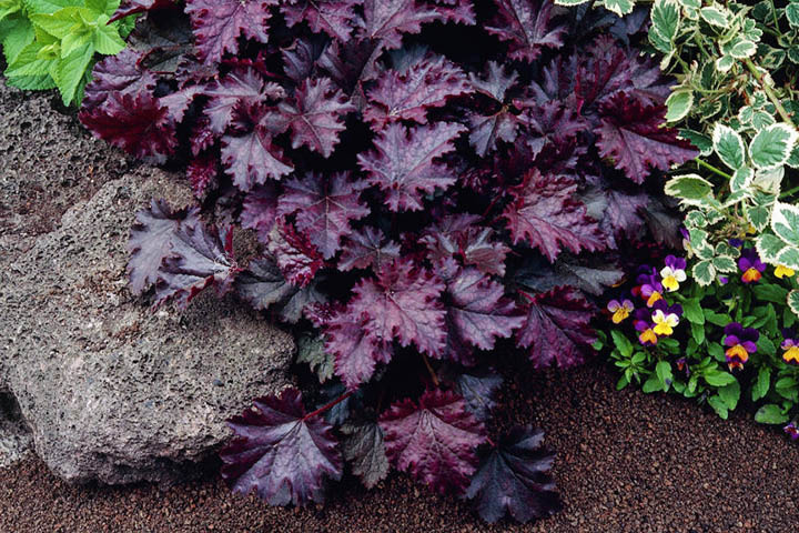 ŻURAWKA DROBNA PALACE PURPLE SADZONKA HEUCHERA P