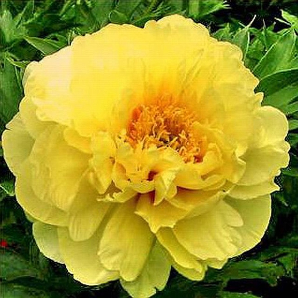 PAEONIA - PIWONIA ITOH BARTZELLA 1 szt PACHNĄCA *B