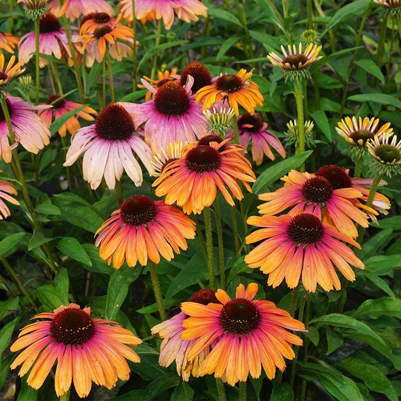 Jeżówka Echinacea RAINBOW APRICCOT morelowa DONICA